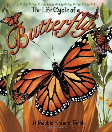 Butterfly - Paperback