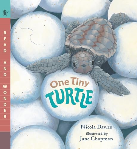 One Tiny Turtle: Read and Wonder - Paperback