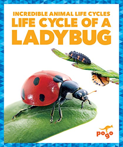 Life Cycle of a Ladybug - Paperback
