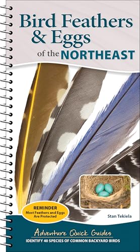 Bird Feathers & Eggs of the Northeast: Identify 40 Species of Common Backyard Birds - Spiral