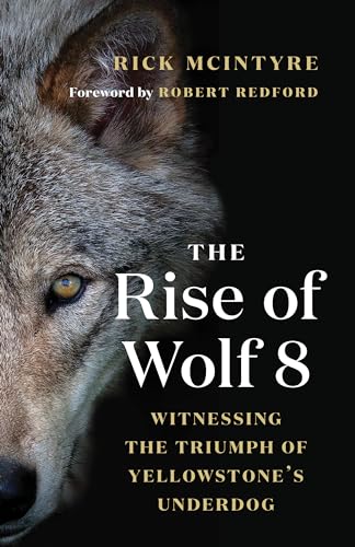 The Rise of Wolf 8: Witnessing the Triumph of Yellowstone's Underdog - Paperback