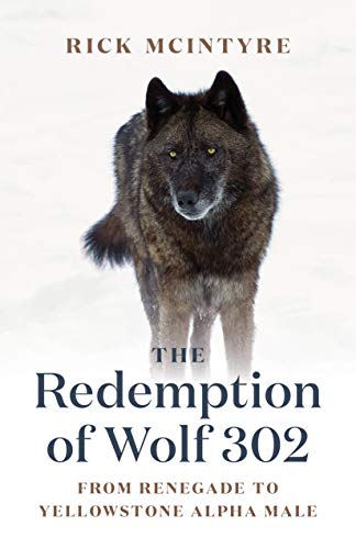 The Redemption of Wolf 302: From Renegade to Yellowstone Alpha Male - Paperback